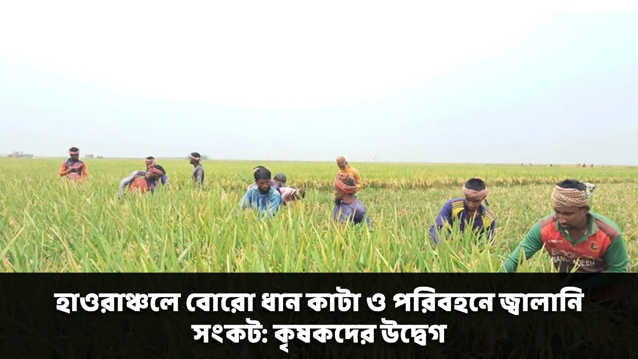হাওরাঞ্চলে বোরো ধান কাটা ও পরিবহনে জ্বালানি সংকট: কৃষকদের উদ্বেগ