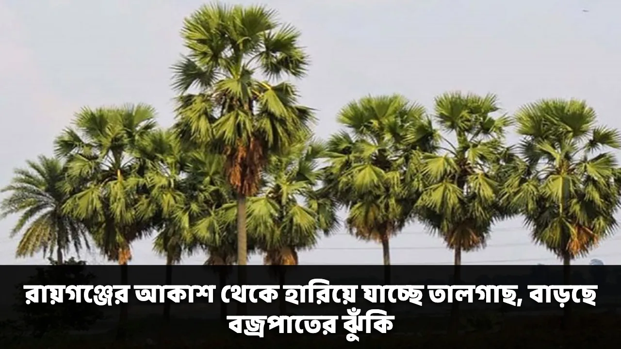 রায়গঞ্জের আকাশ থেকে হারিয়ে যাচ্ছে তালগাছ, বাড়ছে বজ্রপাতের ঝুঁকি