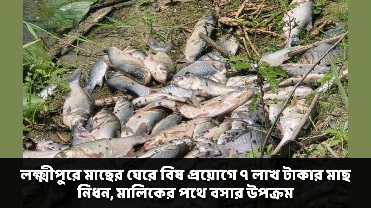 লক্ষ্মীপুরে মাছের ঘেরে বিষ প্রয়োগে ৭ লাখ টাকার মাছ নিধন, মালিকের পথে বসার উপক্রম