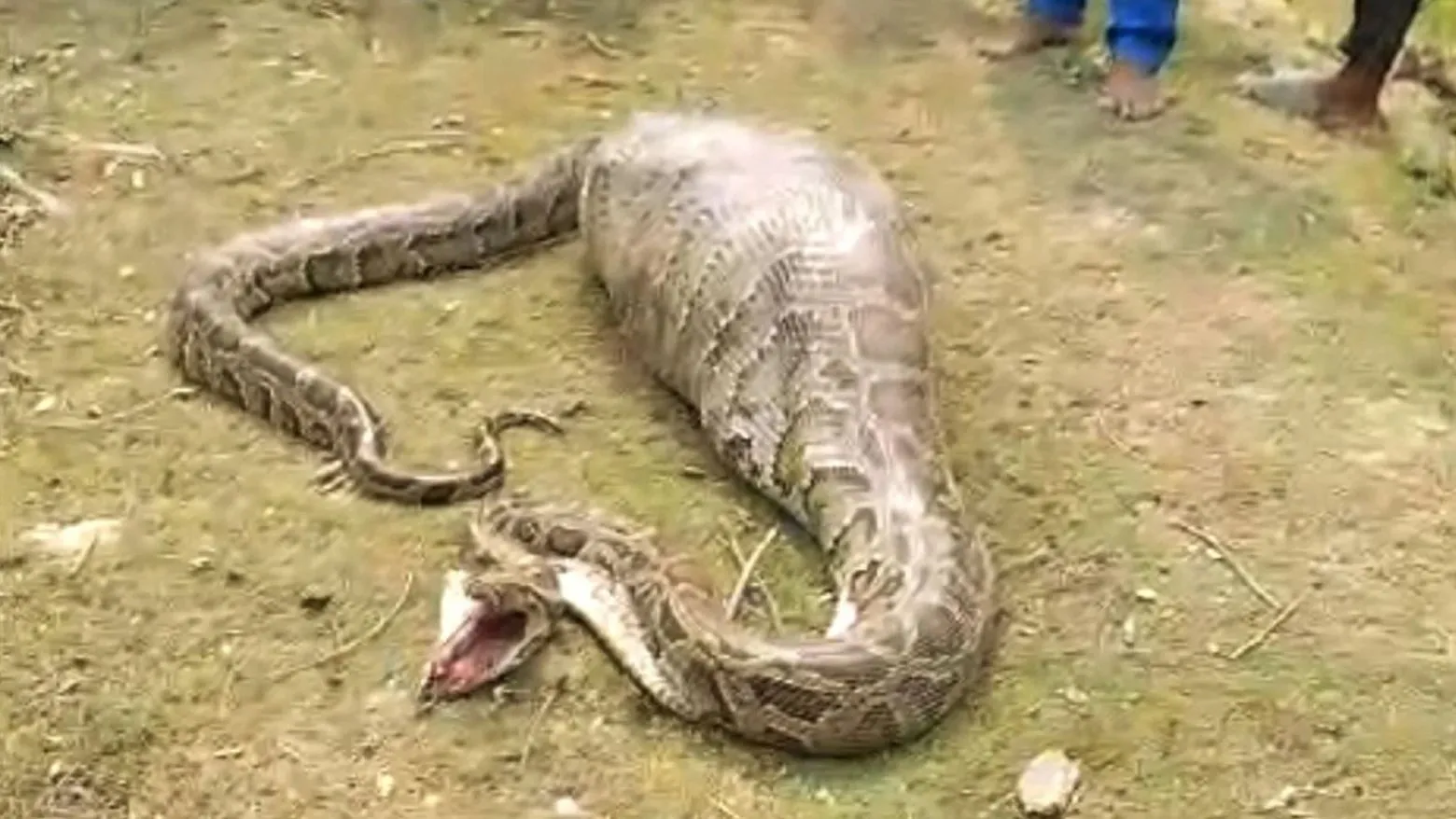 সুন্দরবন থেকে লোকালয়ে অজগর: শরণখোলায় ছাগল গিলে ফেলায় চাঞ্চল্য