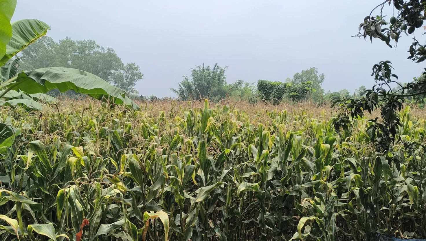 রানিরশংকৈলে ইটভাটার বিষাক্ত গ্যাসে আমবাগান ও ফসলের ব্যাপক ক্ষতি, কৃষকের অভিযোগ